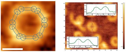 Dynamic Behavior of RNA Nanoparticles Analyzed by AFM on a Mica/Air Interface