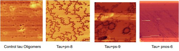 Peptides NAP and SAL attenuate human tau granular-shaped oligomers in vitro and 
in SH-SY5Y cells

