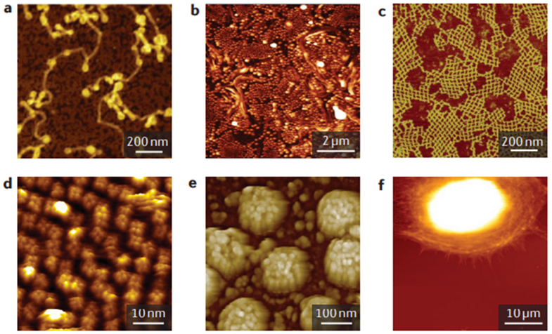 Atomic force microscopy-based characterization and design of biointerfaces