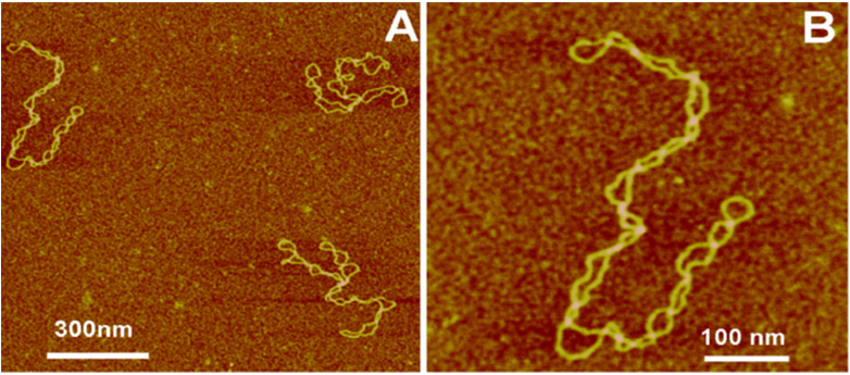 Imaging of DNA and Protein−DNA Complexes with Atomic Force Microscopy 